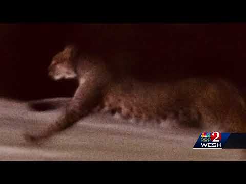 Picture of bobcat has The Villages thinking it's a Florida panther