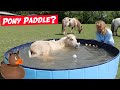 I bought my ponies a PADDLING POOL!