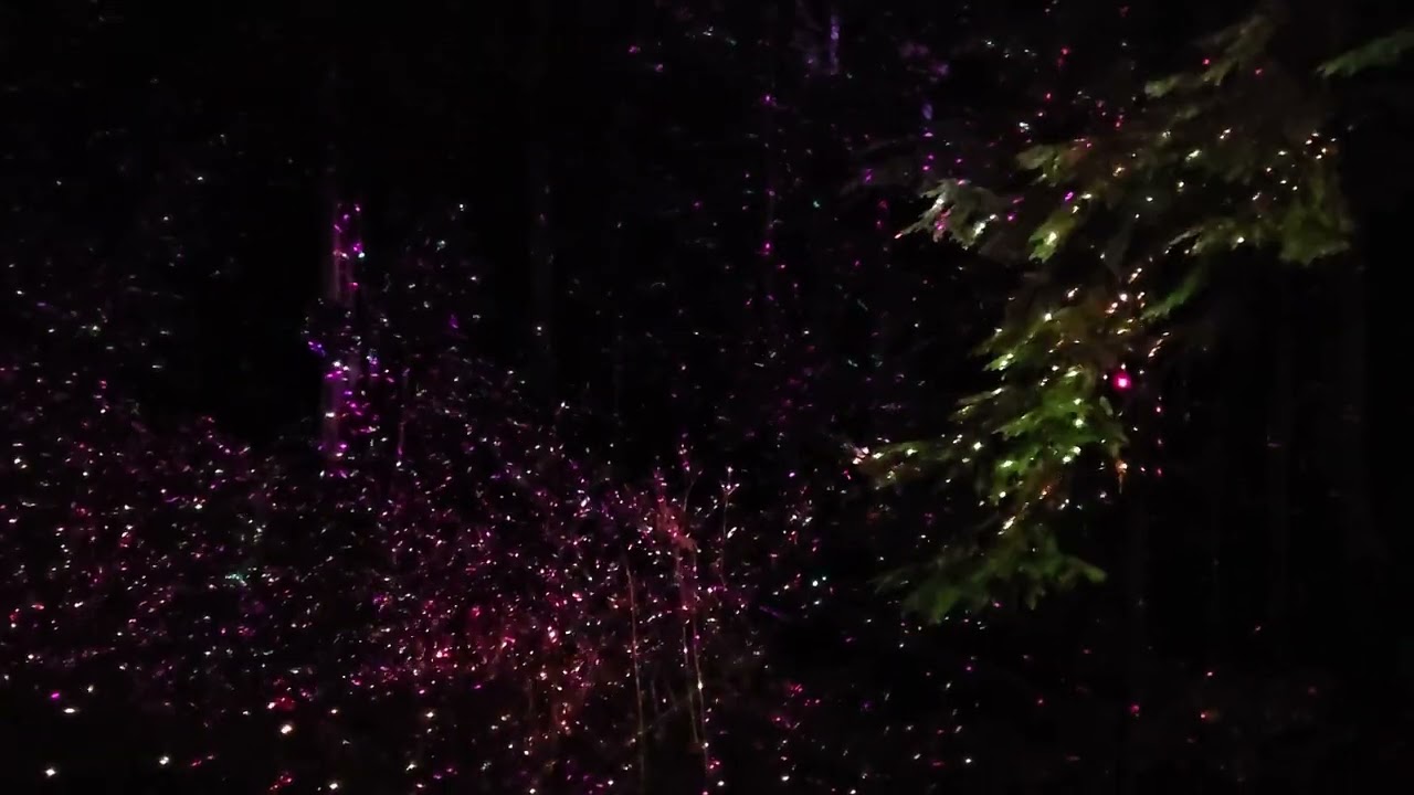 241208 Capilano Suspension Bridge Canyon Lights (Taylor's Version) shimmer lights