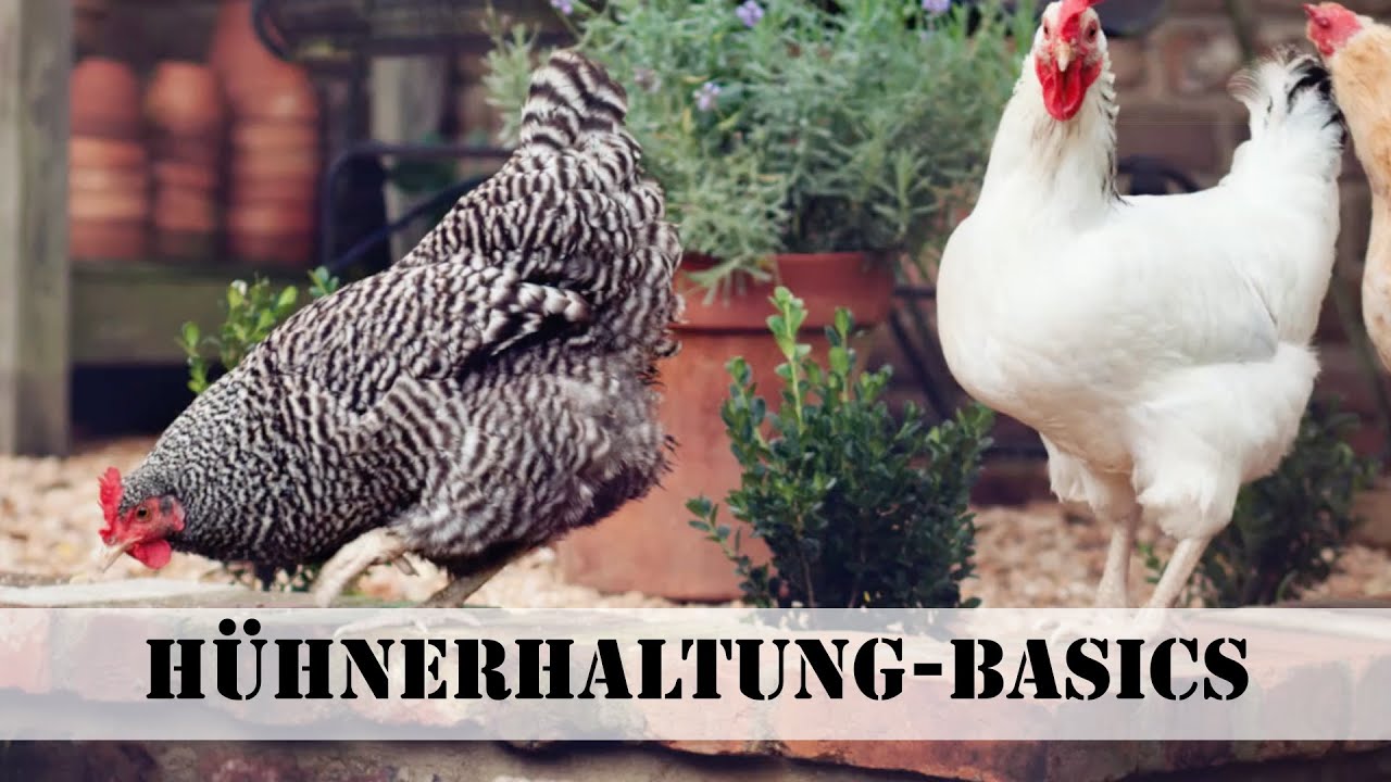 Tipps für Anfänger Hühner halten YouTube