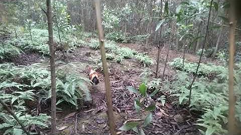 Bẫy gà rừng đầu mùa bổi chưa xung và cái kết 