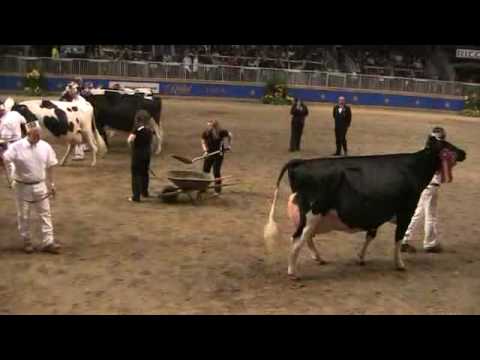 Canadian National Holstein Show - Longtime Production Class