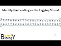 DNA Replication Concepts and Mechanisms