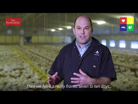 The Truth About Chickens [NON GRAPHIC]