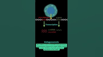 What is microRNA? #education
