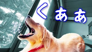 3姉弟のアクビをカメラは簡単に捉えた！