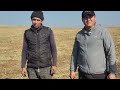 FERMER soʻzlab bermoqda: Yerga ishlov bermasdan tritikale ekish