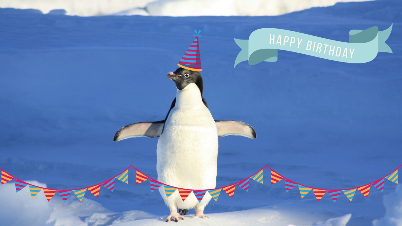 Happy Birthday Penguin - YouTube