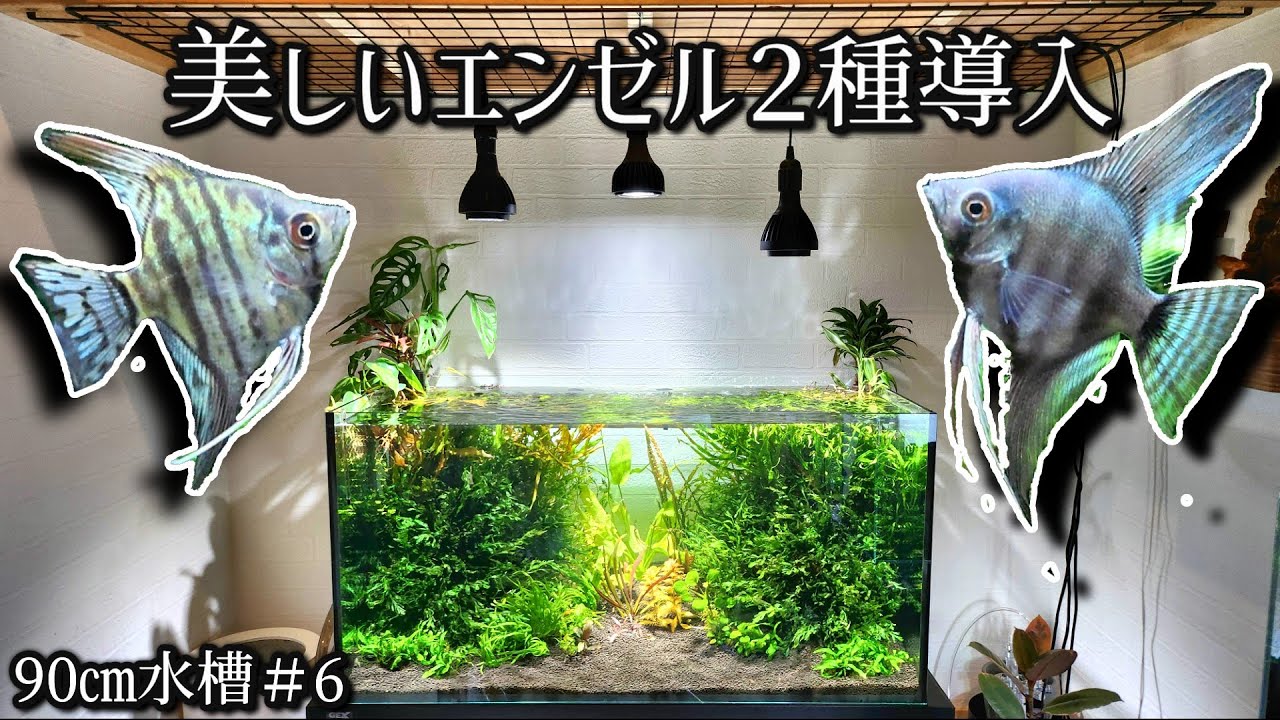 Welcoming a beautiful angelfish into a 90cm aquarium! [90cm 