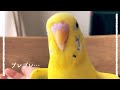 おしゃべりに夢中 カメラに近寄るセキセイインコ talking budgie