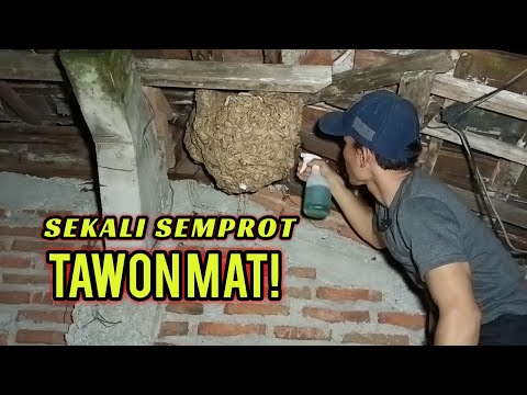 Video: Penangkal Tawon: Cara Membasmi Tawon