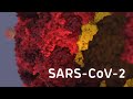 Coronavirus SARS-CoV-2 structure