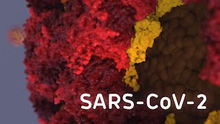 Coronavirus SARS-CoV-2 structure