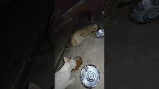 #cat#feed#dailyvlog#emotional#help#strays#youtube