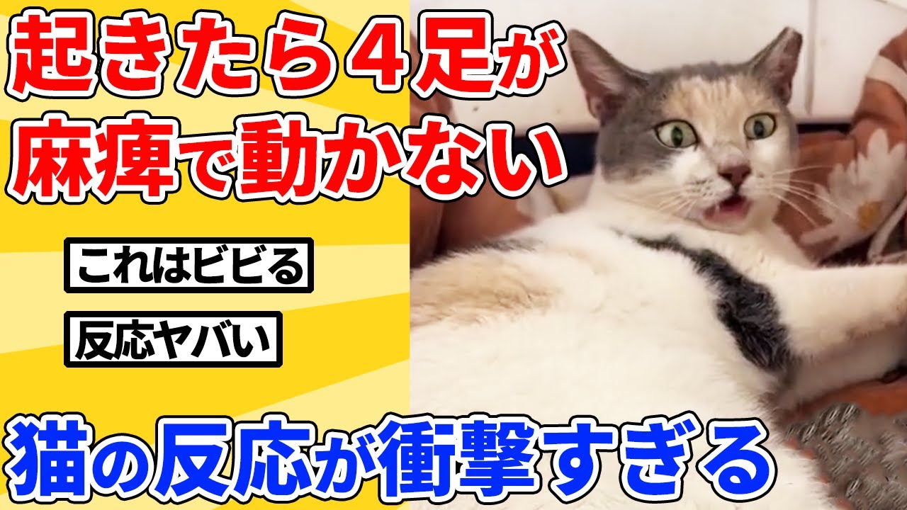 【2ch動物スレ】全ての足が突然動かなくなった時の猫の反応が衝撃すぎる