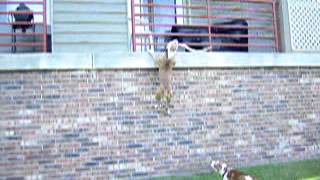 Pitbull Runs Up Wall With Hang Time Fetching Stick... Best Dog Ever