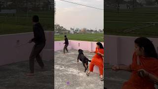 Rottweiler Daisy ne owner ko bacha deya✅protecting dog🚨❌#shorts #rottweiler #protection #pets