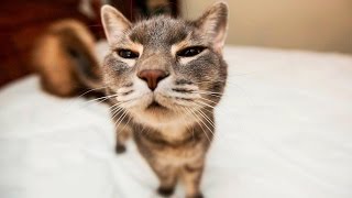 Кошки, смешные и прикольные Кошки, смешные и прикольные
