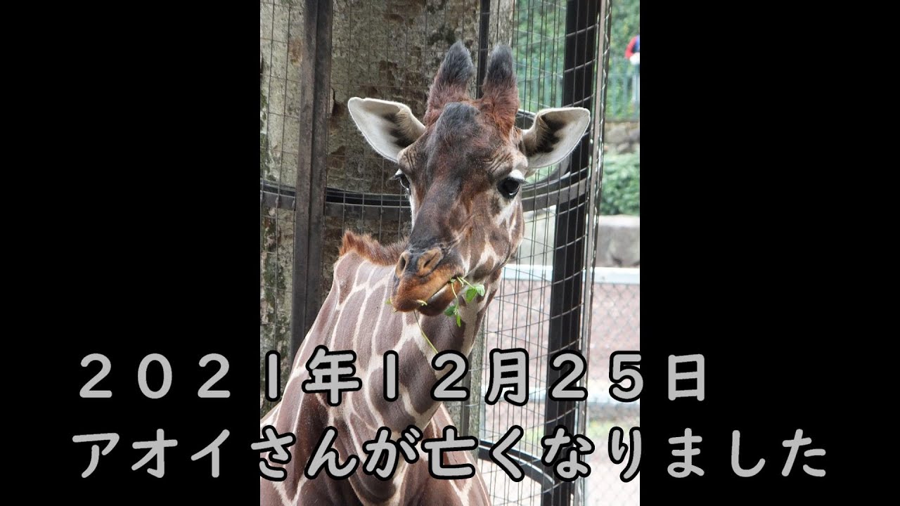 猛暑で苦しいキリン アオイさん、ありがとう! Giraffe(キリン) ~ 多摩動物公園