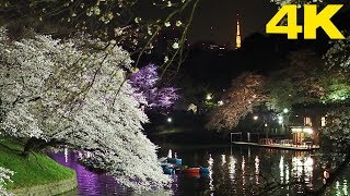 TOKYO.| 千鳥ヶ淵 桜.| Chidorigafuchi SAKURA 2018. [4K]