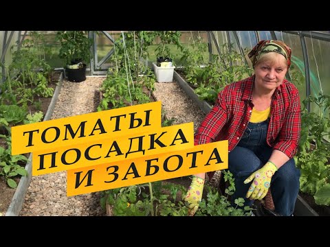 Посадила томаты в теплицу. Что добавила в лунки, дальнейший уход.