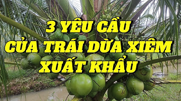 197 | 3 TIÊU CHUẨN XÁC ĐỊNH TRÁI DỪA XIÊM ĐỦ TIÊU CHUẨN XUẤT KHẨU HAY KHÔNG | KHẮC DUY TV