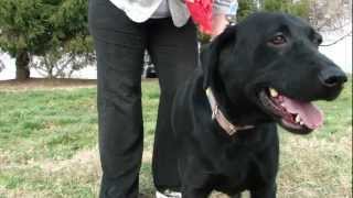 Queen - Labrador Retriever Available For Adoption With Lucky Lab Rescue