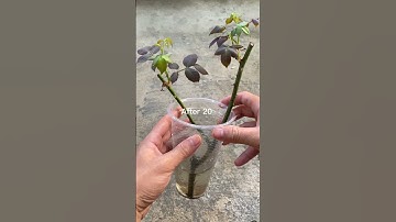 Propagate roses with water after 20 days #shorts