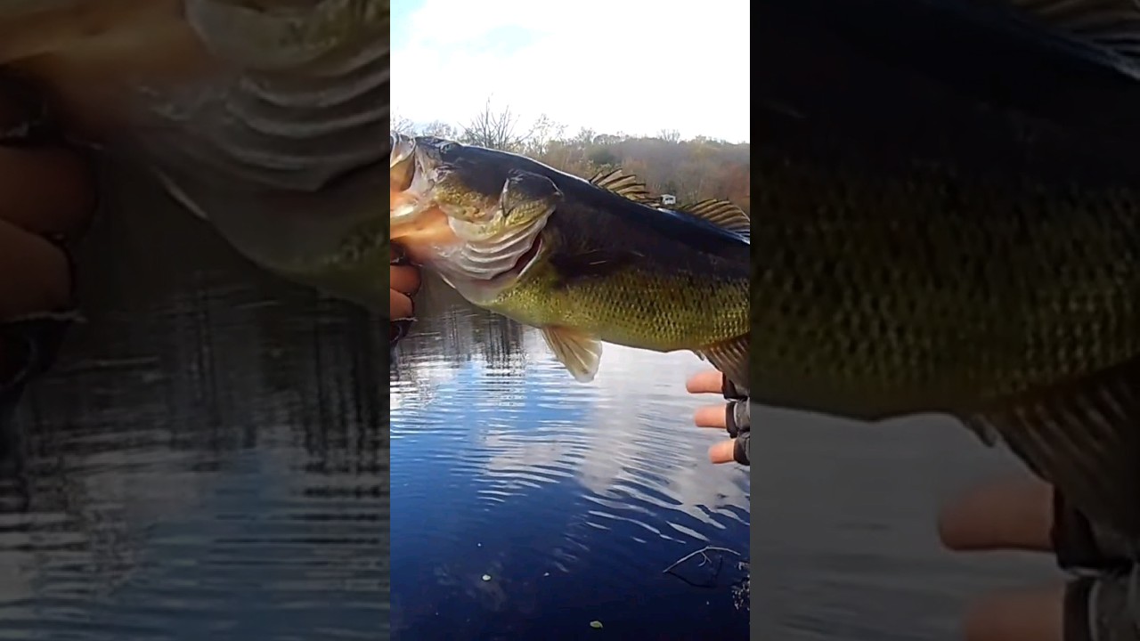 BASS OFF THE BANK WITH A NED RIG!! 