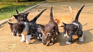 Kittens abandoned by the roadside... They were left there to die.