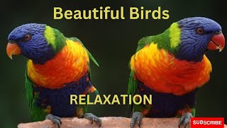 Beautiful Birds I Beautiful Nature I Stress Relief I Relaxing