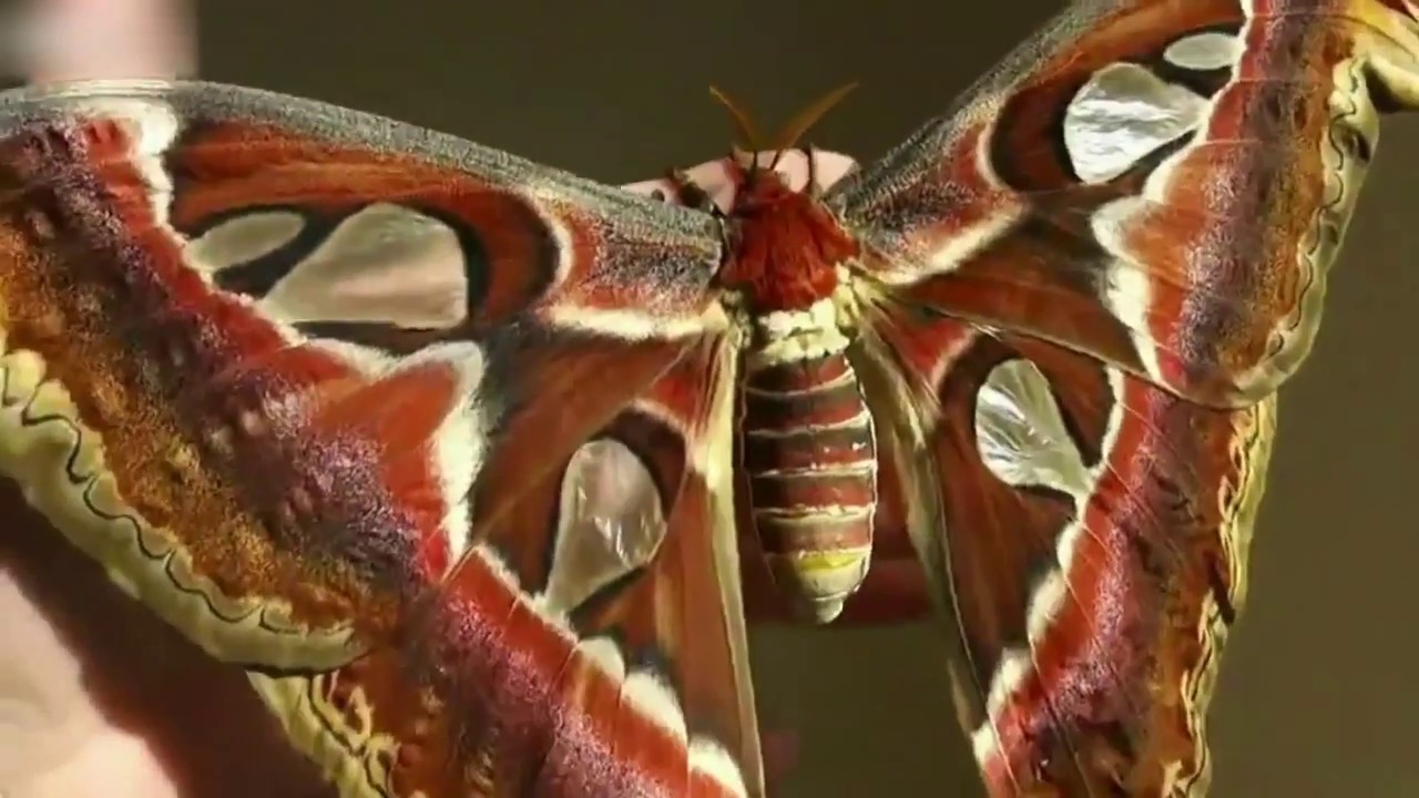 閲覧注意 世界で1番大きい蝶 Youtube