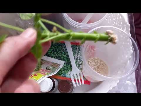 как пользоваться корневином для укореннения черенков Пеларгонии 🌱🌱🌱🤗
