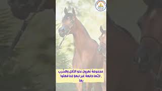 وثائقي قصير | من عادات العرب في الجاهلية | ضرب الخيول 