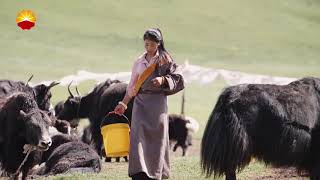 Crianza de yak aumenta ingresos de aldeanos tibetanos