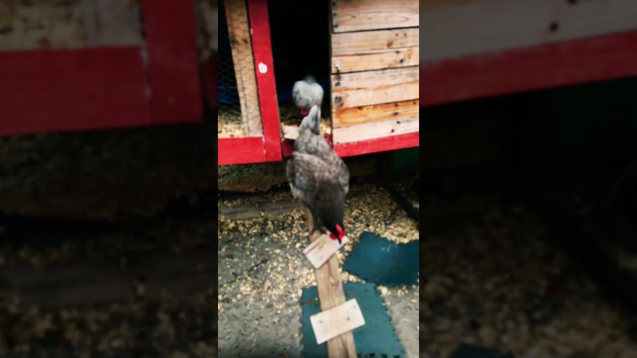 Пора их выпустить.