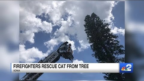 Firefighters rescue cat stuck in Lee County tree for over a day