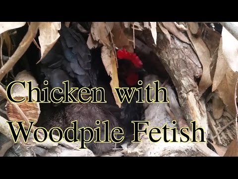 Chicken Woodpile Fetish & Fun with Raising Hens