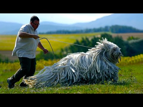 Видео: 21 редкая порода собак, о которой вы не знали