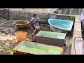 Cleaning All Our Tanks and Sorting out Fishes|RJ Fishroom|Tamil