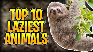 Top 10 Laziest Animals