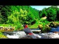 Amazing Birds Singing in the Mountains, Calming River Sounds, Sleep, Calm the Mind, Focus