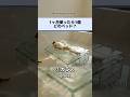 どのベッドを使いたい?ガラスVS 紙#asmr #shorts #satisfying