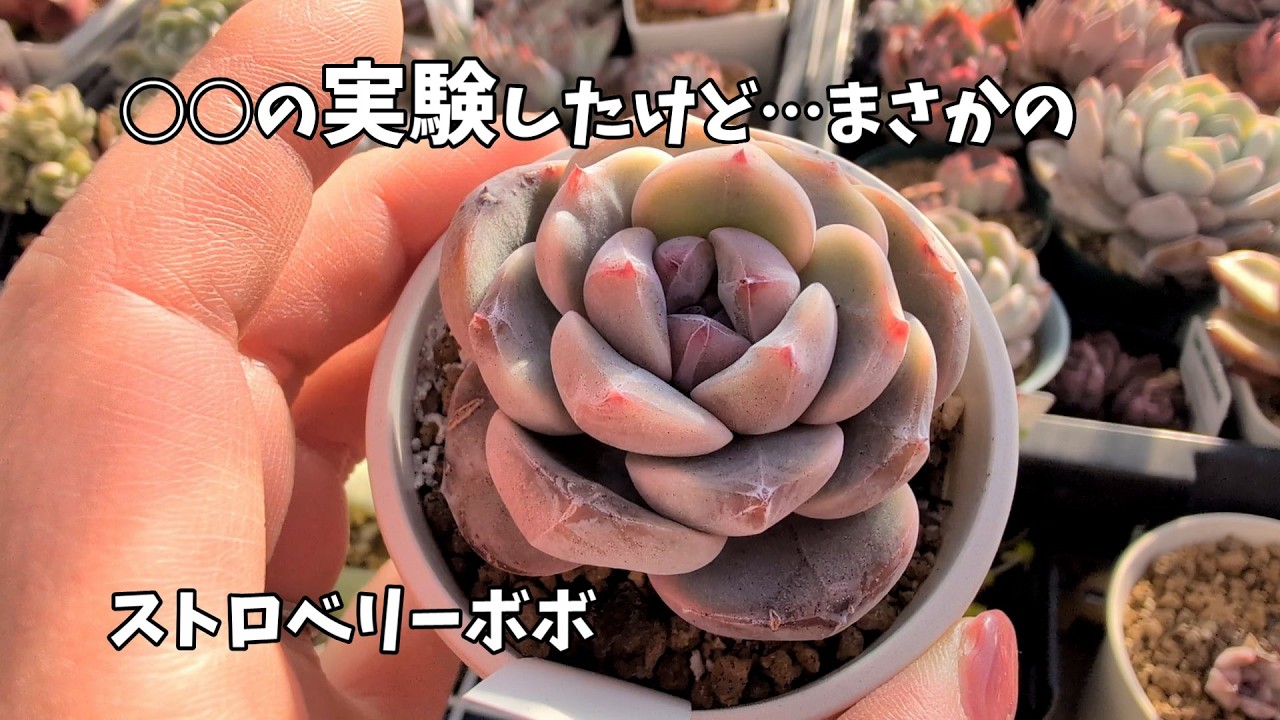 【多肉植物】夏にジュレさせないための実験結果！【にじいろクックママ】