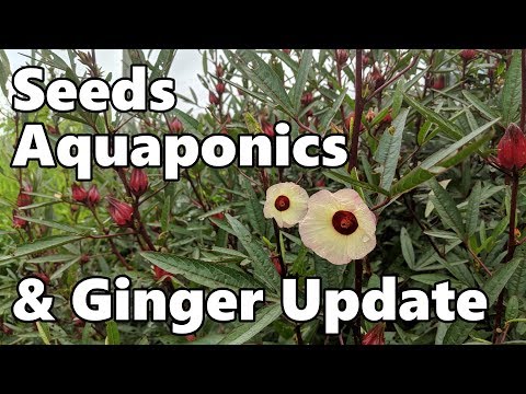 Garden Plans, Feeding the Fish in the Aquaponics & Ginger Update