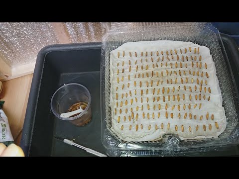 Адениумы. Посев, мои