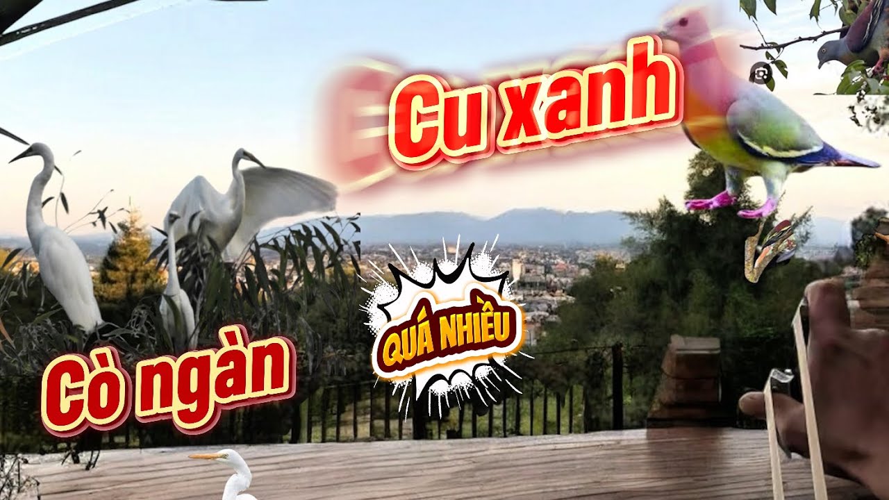 Vào rừng sâu rình cò , trên đường đi gặp nhiều cu xanh