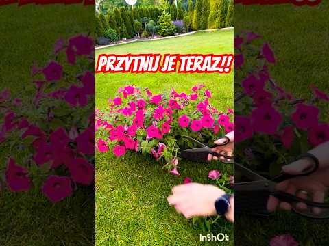 Koniecznie zrób to w lipcu! Dużo kwiatów i gęsta surfinia - przycinanie visty #surfinia #vista