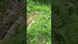#pollutionfreeenvironment #villagelifestyle #youtubeshorts #intagood #asia