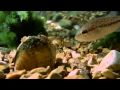 Natural Fish Lure | Lampsilis Mussel and Bass